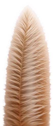 mushroom coral,silvertip fir,foxtail,conifer cone,ostrich feather,comb,banksia,chicken feather,hawk feather,swan feather,peacock feather,combs,echidna,hair comb,palm leaf,horsetail,feather bristle grass,cycad,fishtail palm,durian seed,Illustration,Black and White,Black and White 27