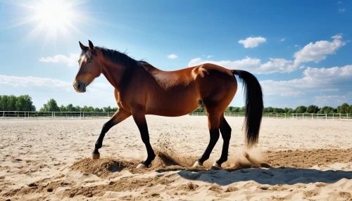 horse breeding,quarterhorse,gelding,belgian horse,equestrian sport,warm-blooded mare,equine,endurance riding,arabian horse,standardbred,thoroughbred arabian,horsemanship,arabian horses,horse free,pony mare galloping,equestrian,racehorse,horse supplies,riderless,beautiful horses,Photography,General,Realistic