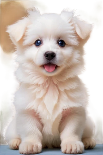 cute puppy,pomeranian,german spitz,german spitz mittel,japanese spitz,german spitz klein,pekingese,japanese chin,maltepoo,shih tzu,dog pure-breed,cheerful dog,tibetan spaniel,american eskimo dog,dog breed,chihuahua poodle mix,lhasa apso,indian spitz,long hair chihuahua,cavachon,Illustration,Realistic Fantasy,Realistic Fantasy 43