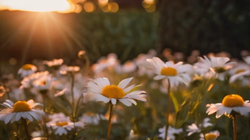 leucanthemum,daisy flowers,sun daisies,shasta daisy,daisies,oxeye daisy,australian daisies,white daisies,daisy family,leucanthemum maximum,daffodil field,flower in sunset,yellow daisies,marguerite daisy,barberton daisies,bellis perennis,daisy flower,mayweed,field of flowers,daffodils,Photography,General,Cinematic