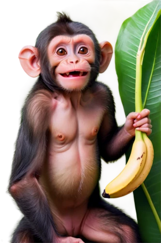 monkey banana,ape,primate,monkey,baby monkey,chimpanzee,barbary monkey,bonobo,monkeys band,orang utan,macaque,the monkey,banana,primates,chimp,uakari,common chimpanzee,cheeky monkey,crab-eating macaque,bananas,Conceptual Art,Fantasy,Fantasy 18