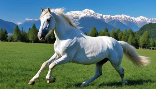 a white horse,albino horse,arabian horse,white horse,white horses,belgian horse,dream horse,appaloosa,painted horse,kutsch horse,arabian horses,a horse,mustang horse,horse,beautiful horses,hay horse,andalusians,equine,horse breeding,colorful horse,Photography,General,Realistic