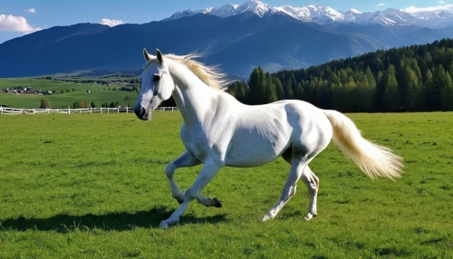 a white horse,albino horse,white horse,arabian horse,white horses,beautiful horses,mustang horse,belgian horse,dream horse,kutsch horse,painted horse,arabian horses,wild horse,appaloosa,gypsy horse,hay horse,gelding,equine,altai,horse,Photography,General,Realistic