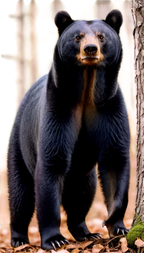 american black bear,spectacled bear,sun bear,nordic bear,black bears,cute bear,bear,great bear,bear cub,sloth bear,brown bear,bear guardian,bear kamchatka,cub,ursa,scandia bear,grizzly bear,bear cubs,kodiak bear,bear bow,Art,Classical Oil Painting,Classical Oil Painting 05