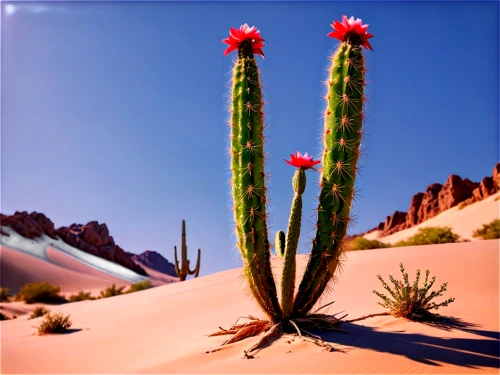 desert plant,flowerful desert,desert flower,large-flowered cactus,dutchman's-pipe cactus,desert plants,cactus digital background,cactus,organ pipe cactus,cacti,cactus flower,cactus flowers,red cactus flower,night-blooming cactus,sonoran desert,fishbone cactus,hedgehog cactus,desert desert landscape,sonoran,san pedro cactus,Unique,Pixel,Pixel 05