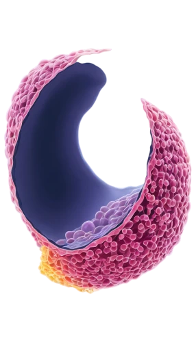 torus,semicircular,mitochondrion,circle shape frame,curved ribbon,semi circle arch,cell membrane,spirography,air cushion,cell structure,inflatable ring,circular ring,colorful ring,disc-shaped,crochet,coronary vascular,light fractural,lifebelt,cancer ribbon,polyp,Illustration,Japanese style,Japanese Style 18