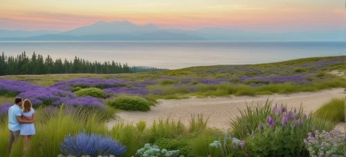 lupines,provence,purple landscape,lavender fields,peloponnese,fireweed,alpine sea holly,lupins,perennial flax,fernleaf lavender,lupine,background view nature,antelope island,lavender field,lavender oil,beautiful landscape,greek islands,sea-lavender,greek island,landscape background,Photography,General,Realistic