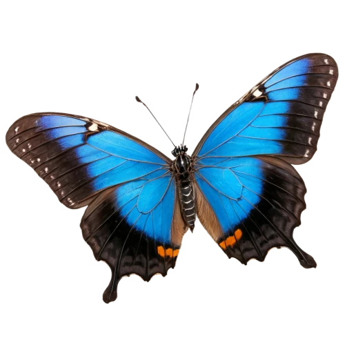 white admiral or red spotted purple,morpho peleides,morpho butterfly,blue morpho butterfly,pipevine swallowtail,morpho,blue morpho,butterfly vector,ulysses butterfly,butterfly clip art,hesperia (butterfly),lycaena phlaeas,brush-footed butterfly,euphydryas,hybrid black swallowtail butterfly,vanessa (butterfly),scotch argus,heliconius hecale,mazarine blue butterfly,butterfly isolated,Art,Classical Oil Painting,Classical Oil Painting 03