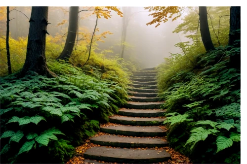 aaa,winding steps,the mystical path,aa,hiking path,appalachian trail,stairway to heaven,forest path,the path,path,wooden path,tree top path,pathway,stone stairway,the way of nature,germany forest,tree lined path,wooden stairs,steps,patrol,Illustration,Realistic Fantasy,Realistic Fantasy 33