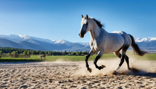 arabian horse,cross-country equestrianism,a white horse,endurance riding,white horses,appaloosa,horse running,arabian horses,white horse,beautiful horses,mustang horse,equestrian sport,gallop,galloping,equine,dream horse,haflinger,gelding,wild horse,altai,Photography,General,Realistic