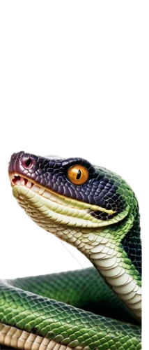 garter snake,smooth greensnake,african house snake,common garter snake,western terrestrial garter snake,plains gartersnake,indian cobra,rat snake,green snake,green tree snake,sharptail snake,venomous snake,glass lizard,emperor snake,king cobra,doubletail,ribbon snake,reptile,vine snake,tree snake,Illustration,Realistic Fantasy,Realistic Fantasy 36