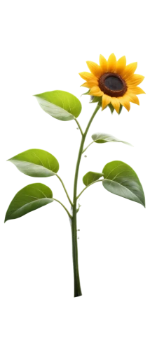 small sun flower,stored sunflower,flowers png,woodland sunflower,helianthus,helianthus occidentalis,rudbeckia,sunflower,helianthus annuus,calendula,calenduleae,rudbeckia nidita,aa,helianthus sunbelievable,sunflower paper,asteraceae,sunflower seeds,sun flower,yellow ball plant,sunflowers in vase,Photography,General,Sci-Fi