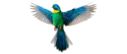 guatemalan quetzal,quetzal,bird png,gouldian,an ornamental bird,male peacock,blue and gold macaw,macaw,peacock,colorful birds,green-tailed emerald,blue macaw,color feathers,beautiful bird,alcedo atthis,macaw hyacinth,ornamental bird,perico,blue parrot,sunbird,Illustration,Black and White,Black and White 10