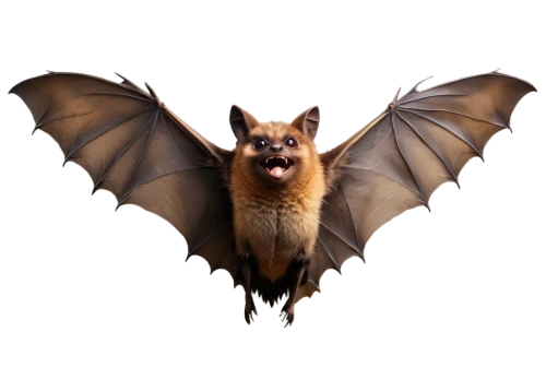 little red flying fox,fruit bat,big brown bat,bat,tropical bat,vampire bat,megabat,flying fox,bat smiley,hanging bat,little brown myotis,bats,mouse eared bat,lantern bat,pipistrelles,common pipistrelle,batrachian,twitch icon,twitch logo,png transparent,Illustration,Japanese style,Japanese Style 14