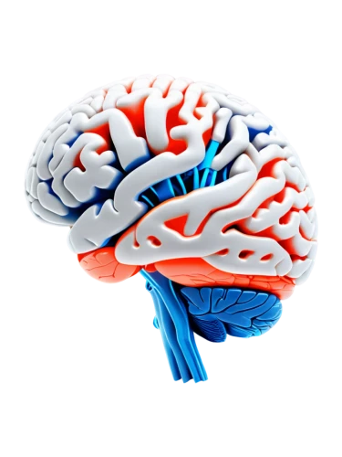 brain icon,cerebrum,brain structure,magnetic resonance imaging,human brain,cognitive psychology,brain,isolated product image,acetylcholine,neurology,neurath,medical imaging,mindmap,neural network,brainy,emotional intelligence,neural pathways,motor skills toy,connective tissue,bicycle helmet,Unique,3D,Panoramic