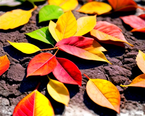 colorful leaves,colored leaves,autumn background,colors of autumn,autumn color,fall leaves,leaf background,autumn leaves,fallen colorful,leaves in the autumn,autumn foliage,fallen leaves,fall leaf,fall,autumn colouring,the leaves,dry leaves,autumn frame,autumn colors,autumn leaf,Illustration,Vector,Vector 12