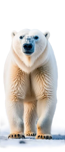 icebear,polar bear,polar,ice bear,polar cap,nordic bear,polar bears,polar bare coca cola,polar aurora,arctic penguin,young polar bear,nunatak,north pole,aurora polar,polar bear cub,cold buffet,cute bear,tundra,knuffig,pandoro,Conceptual Art,Sci-Fi,Sci-Fi 07