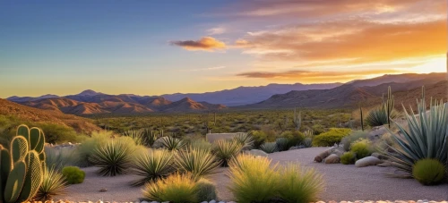 desert desert landscape,desert landscape,desert plants,teide national park,desert plant,flowerful desert,sonoran desert,arid landscape,united states national park,cactus digital background,organ pipe cactus,agave nectar,mojave desert,desert background,capture desert,sonoran,argentina desert,the desert,big bend,joshua tree national park,Photography,General,Realistic