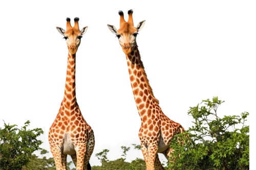 two giraffes,giraffes,giraffidae,giraffe,long neck,longneck,oxpecker,giraffe plush toy,neck,serengeti,bazlama,mammals,uganda,madagascar,tsavo,scandia animals,animal mammal,height,giraffe head,savanna,Illustration,Vector,Vector 10