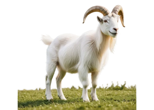 anglo-nubian goat,domestic goat,boer goat,billy goat,goat-antelope,feral goat,goatflower,domestic goats,mountain goat,goat milk,capricorn,ram,mountain sheep,ovis gmelini aries,herd of goats,goat meat,young goat,north american wild sheep,ibexes,cynthia (subgenus),Illustration,Paper based,Paper Based 20