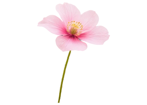flowers png,anemone japonica,pink anemone,minimalist flowers,cosmos flower,japanese anemone,japanese anemones,bush anemone,pink flower,pink cosmea,swamp rose mallow,poppy anemone,dahlia pink,pink moccasin flower,genus anemone,pink poppy,anemone narcissiflora,pink chrysanthemum,single flower,gerbera,Illustration,Black and White,Black and White 15