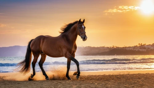 arabian horse,arabian horses,beautiful horses,equine,dream horse,belgian horse,wild horse,quarterhorse,thoroughbred arabian,wild horses,colorful horse,equines,bay horses,haflinger,horse free,warm-blooded mare,australian pony,white horses,horseback riding,gelding,Photography,General,Realistic