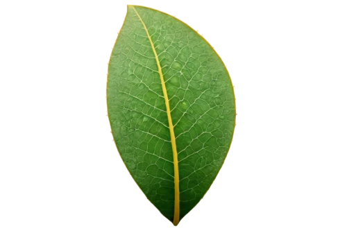 bay leaf,bay-leaf,magnolia leaf,walnut leaf,mape leaf,foliage leaf,custody leaf,round leaved liverleaf,curry leaves,gum leaves,cherry laurel,oleaceae,chestnut leaf,leaf,tropical leaf,morinda citrifolia,paan,fan leaf,fig leaf,mammoth leaf,Illustration,Realistic Fantasy,Realistic Fantasy 44