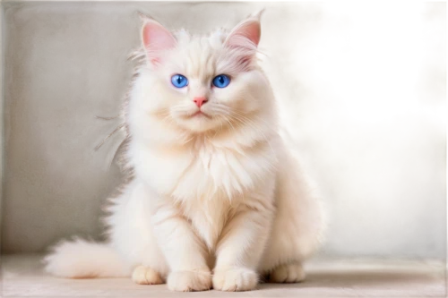 turkish angora,blue eyes cat,cat with blue eyes,turkish van,british longhair cat,birman,siberian cat,ragdoll,kurilian bobtail,white cat,norwegian forest cat,domestic long-haired cat,japanese bobtail,american curl,cats angora,breed cat,british longhair,american bobtail,cat on a blue background,british semi-longhair,Photography,Artistic Photography,Artistic Photography 04