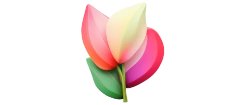 tulip background,flowers png,turkestan tulip,pink tulip,tulip,tulip blossom,tulipa,tulip flowers,tulip bouquet,two tulips,vineyard tulip,lady tulip,wild tulip,tulips,lotus png,violet tulip,tulip magnolia,tulipa tarda,siam tulip,pointed flower,Photography,Artistic Photography,Artistic Photography 06