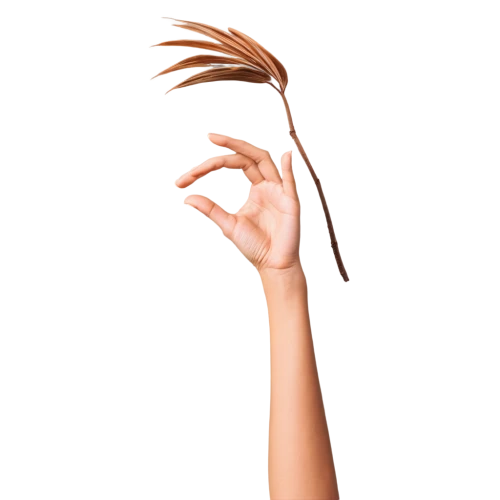 pony tail palm,bobby pin,cosmetic brush,tying hair,hand draw vector arrows,bird png,quills,palm leaf,hair shear,seed-head,shofar,dry twig,feather,whisk,management of hair loss,palm tree vector,hand fan,woman pointing,wind direction,palm reading,Photography,Documentary Photography,Documentary Photography 11