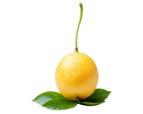 valencia orange,lemon background,lemon wallpaper,limonana,meyer lemon,citrus,poland lemon,lemon,yuzu,yellow fruit,citron,lemon tree,asian pear,lemon half,lemon lemon,lemon peel,satsuma,mango,juicy citrus,hot lemon,Photography,Documentary Photography,Documentary Photography 31