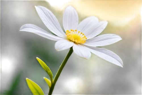 cosmea,marguerite daisy,shasta daisy,white cosmos,ox-eye daisy,flannel flower,oxeye daisy,daisy flower,leucanthemum,camomile flower,wood daisy background,the white chrysanthemum,common daisy,mayweed,white chrysanthemum,perennial daisy,marguerite,stitchwort,anemone japonica,white flower,Conceptual Art,Oil color,Oil Color 24