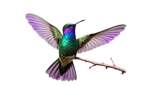 ruby-throated hummingbird,rofous hummingbird,bird hummingbird,hummingbirds,annas hummingbird,allens hummingbird,bee hummingbird,hummingbird,ruby throated hummingbird,calliope hummingbird,black-chinned hummingbird,anna's hummingbird,the hummingbird hawk-purple,humming bird,humming bird moth,rufus hummingbird,cuba-hummingbird,humming-bird,humming birds,hummingbird large,Conceptual Art,Sci-Fi,Sci-Fi 16