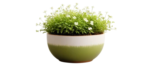 citronella,flower pot holder,plant pot,garden cress,flowerpot,flower pot,androsace rattling pot,garden pot,potted plant,container plant,galium,planter,pot plant,flower vase,sweet grass plant,wooden flower pot,terracotta flower pot,rockcress,euphrasia,chervil,Illustration,Paper based,Paper Based 18