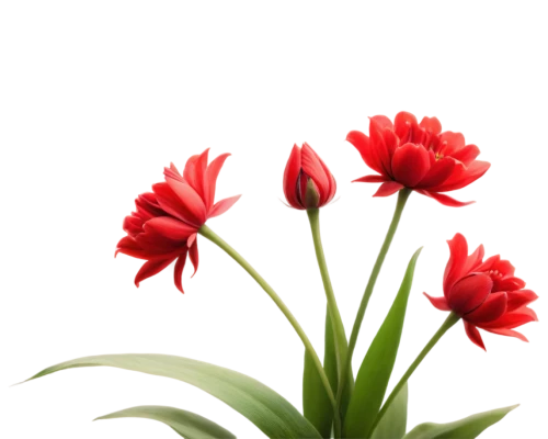 flowers png,red tulips,tulip background,tulipa,western red lily,tulipa tarda,flower background,turkestan tulip,red flowers,red blooms,tulip flowers,two tulips,wild tulips,tulipa humilis,firecracker flower,tulips,red orange flowers,red flower,siam tulip,orange red flowers,Art,Classical Oil Painting,Classical Oil Painting 37