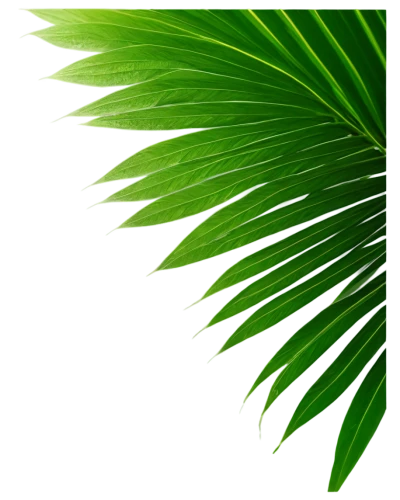 palm tree vector,palm leaf,palm leaves,palm fronds,fan palm,coconut leaf,tropical leaf,tropical leaf pattern,cycad,palm branches,wine palm,coconut palm,palmtree,coconut palm tree,palm,palm sunday,palm pasture,palm field,palm tree,date palm,Illustration,Abstract Fantasy,Abstract Fantasy 17