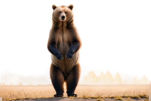 nordic bear,bear,bear guardian,cute bear,brown bear,great bear,american black bear,grizzlies,scandia bear,kodiak bear,grizzly cub,grizzly,bear bow,bear kamchatka,grizzly bear,sun bear,bears,bear cub,little bear,cub,Illustration,Japanese style,Japanese Style 13