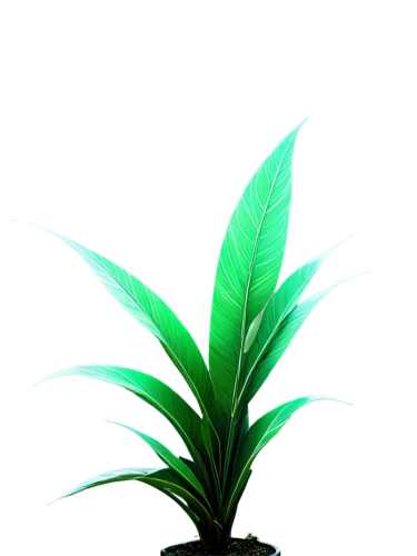 potted palm,dark green plant,oil-related plant,green plant,norfolk island pine,potted plant,houseplant,pineapple lily,pineapple plant,acianthera,rank plant,plant,palm lily,fan palm,sansevieria,fouquieria splendens,indoor plant,money plant,ensete,oleaceae,Photography,Artistic Photography,Artistic Photography 02