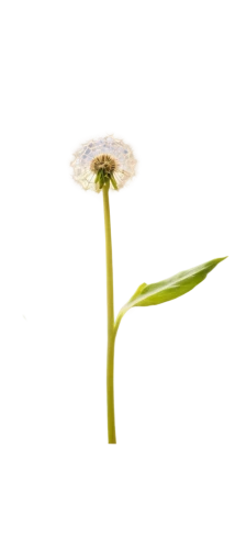 flowers png,allium sativum,apiaceae,taraxacum,allium,spring onion,chive flower,mayweed,welsh onion,taraxacum officinale,sprouting carnation,hieracium,garlic chives,grass lily,crepis paludosa,seed cow carnation,allium giganteum,salt flower,funnel flower,camomile flower,Illustration,Retro,Retro 21