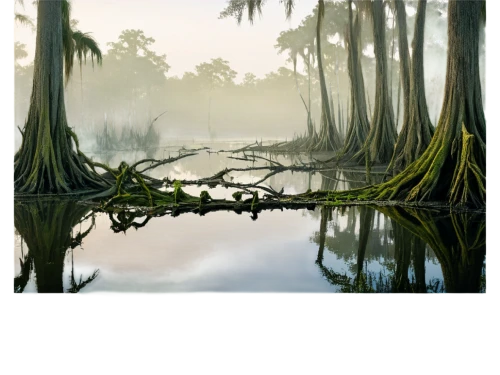 swampy landscape,swamp,bayou,herman national park,everglades np,alligator alley,everglades,saw palmetto,amazonian oils,alligator lake,freshwater marsh,backwaters,florida,the ugly swamp,st johns river,louisiana,tropical and subtropical coniferous forests,palmetto coasts,eastern mangroves,kalimantan,Conceptual Art,Sci-Fi,Sci-Fi 15