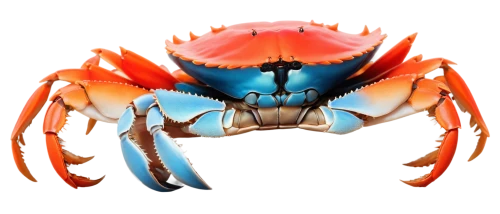 chesapeake blue crab,square crab,christmas island red crab,red cliff crab,ten-footed crab,crab 1,dungeness crab,crab 2,snow crab,freshwater crab,crustacean,crab,rock crab,north sea crabs,fiddler crab,the beach crab,crayfish,freshwater crayfish,american lobster,crab cutter,Illustration,Realistic Fantasy,Realistic Fantasy 24