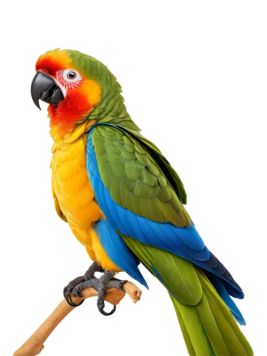 yellow macaw,sun conure,macaw hyacinth,blue and gold macaw,caique,blue and yellow macaw,guacamaya,sun conures,macaw,macaws blue gold,yellow green parakeet,beautiful macaw,sun parakeet,yellow parakeet,bird png,conure,rosella,parrot,perico,yellowish green parakeet,Illustration,Retro,Retro 10