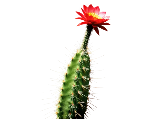cactus flower,cactus digital background,large-flowered cactus,red cactus flower,night-blooming cactus,prickly flower,cactus,phytolaccaceae,prickle,cactus flowers,fishbone cactus,peniocereus,cactus rose,climbing flower,san pedro cactus,prickly,desert flower,firecracker flower,dutchman's-pipe cactus,hedgehog cactus,Illustration,Realistic Fantasy,Realistic Fantasy 29
