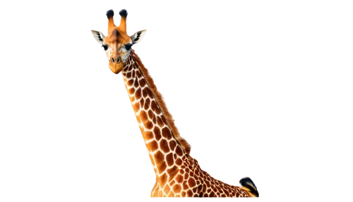 giraffidae,giraffe,giraffe plush toy,giraffes,bazlama,long neck,neck,two giraffes,giraffe head,longneck,animal mammal,serengeti,madagascar,oxpecker,uganda,schleich,straw animal,guanaco,llama,bongo,Photography,Documentary Photography,Documentary Photography 34