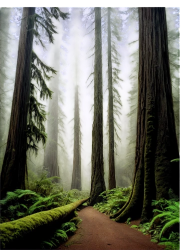 old-growth forest,redwoods,temperate coniferous forest,spruce forest,tropical and subtropical coniferous forests,foggy forest,fir forest,coniferous forest,redwood tree,deciduous forest,northwest forest,spruce-fir forest,washington,forests,redwood,forest landscape,evergreen trees,spruce trees,deforested,enchanted forest,Photography,General,Natural