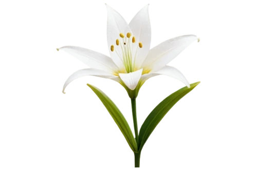 white lily,lilium candidum,white trumpet lily,madonna lily,hymenocallis,easter lilies,siberian fawn lily,sego lily,lily flower,flowers png,stargazer lily,tulip white,lotus png,avalanche lily,hymenocallis speciosa,fawn lily,guernsey lily,crinum,hymenocallis littoralis,lillies,Conceptual Art,Daily,Daily 05