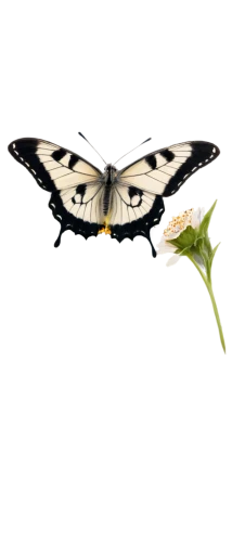 butterfly vector,papilio,palamedes swallowtail,butterfly clip art,lepidoptera,giant swallowtail,butterfly moth,cabbage white,cabbage white butterfly,melanargia,hybrid black swallowtail butterfly,lepidopterist,black-veined white butterfly,hesperia (butterfly),swallowtail,butterfly isolated,boxwood moth,papillon,little cabbage white butterfly,skipper (butterfly),Illustration,Retro,Retro 22