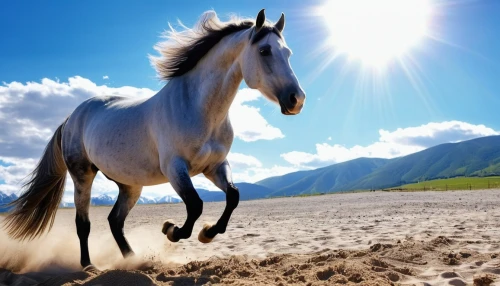 arabian horse,beautiful horses,equine,a white horse,dream horse,quarterhorse,wild horse,mustang horse,albino horse,belgian horse,white horses,arabian horses,horse free,iceland horse,wild horses,horse running,gelding,endurance riding,equines,white horse,Photography,General,Realistic