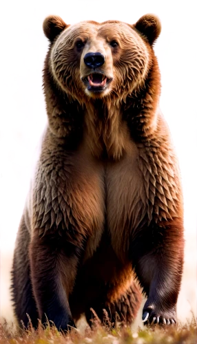 nordic bear,brown bear,kodiak bear,cute bear,bear,grizzly bear,spectacled bear,great bear,scandia bear,grizzly,slothbear,grizzlies,bear guardian,bear kamchatka,bear market,sun bear,cub,bears,brown bears,grizzly cub,Conceptual Art,Oil color,Oil Color 10