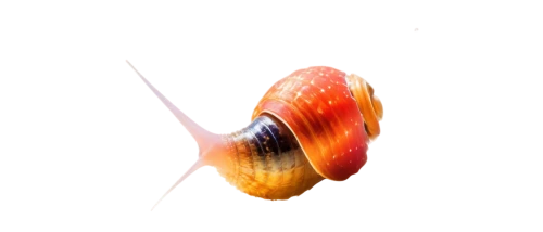 banded snail,nut snail,sea snail,marine gastropods,land snail,garden cone snail,gastropod,anago,snail shell,gastropods,snail,auricle,mollusk,shell,mollusc,spiny sea shell,trochidae,coccinellidae,garden snail,cepaea hortensis,Art,Artistic Painting,Artistic Painting 26